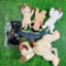 vintage beanie babies big and little