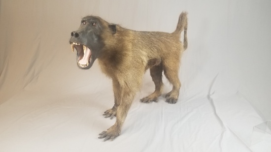 1950's African Baboon Full Body Taxidermy Mount