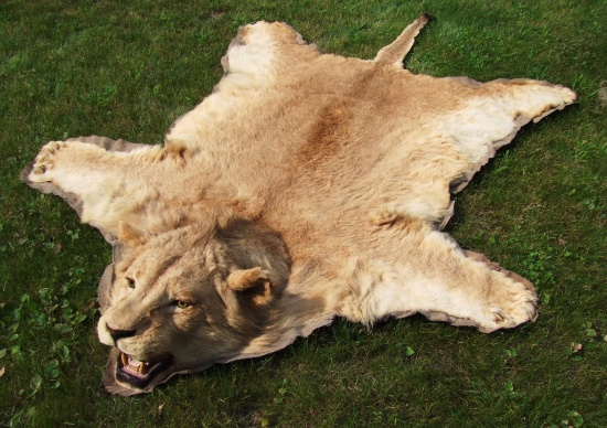 Late 1960's African Lioness Rug with Full Head