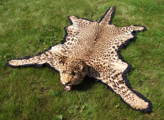 1930s African Leopard Skin Taxidermy Rug