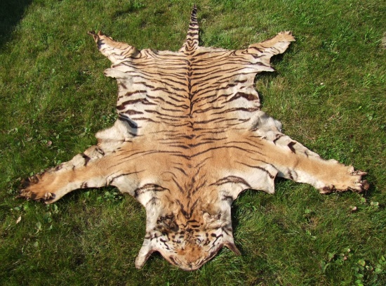 1960s Asian Tiger Skin Taxidermy Rug