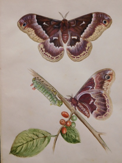Titian Ramsay Peale: Callosamia Promethea