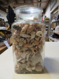 Jar of Shells