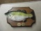 Big mouth billy bass