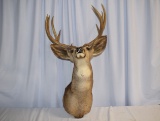 Taxidermy Deer Head