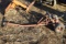 Trailer Dolly