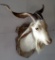 White Spanish goat on vintage Barnwood