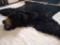 huge Black bear rug