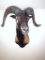 Corsican black ram