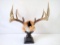 10 point Whitetail antlers on pedestal