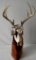 Eight point deer skull on totem pole