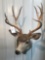 7x8 Mule deer Mount