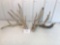 Whitetail Antlers Cuts