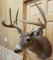 Whitetail 9 pt Mount