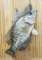 Crappie on driftwood Mount