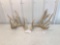 Whitetail sheds match pair . Part of 6 year sheds . Score 210?