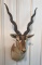 Black Buck Mount