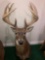 Whitetail Mount score 198? this is a replica