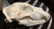 Grizzly Bear skull (13.5? long 7.25? wide )all teeth intact