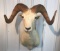 Dall Sheep Mount