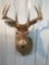 Whitetail 9 pt mount