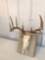 Whitetail 10 pt European