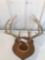 Whitetail 8 pt with skull plate