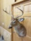 Whitetail 10 pt Mount