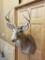 Whitetail 7 pt Mount