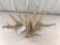 Whitetail sheds score 217?