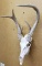 Whitetail 7 point European Mount