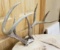 Whitetail 7 pt with skull Mount
