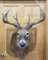 Whitetail 12 point Mount