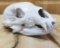 Bear skull