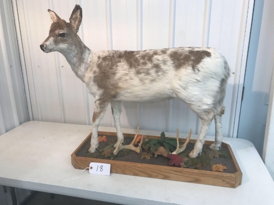 Piebald Buck Fawn