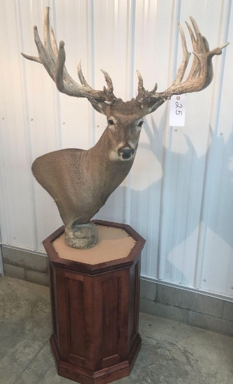 Whitetail shoulder Mount on pedestal