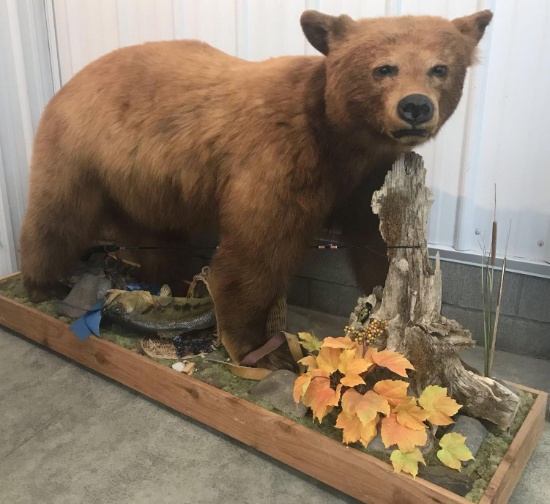 Cinnamon Bear full-body mount