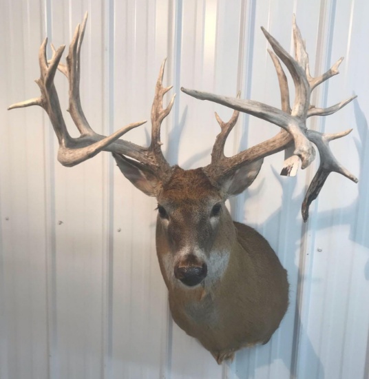 250" Whitetail Mount