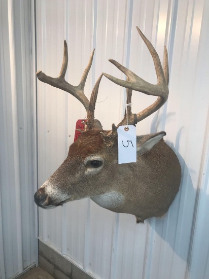 14 pt Whitetail Mount