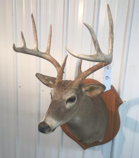 10 pt Whitetail Mount