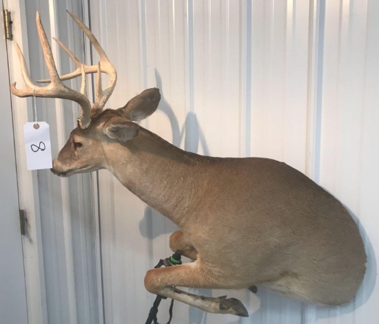 8 pt Whitetail Mount