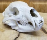 Bear Skull