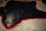 Huge black bear rug