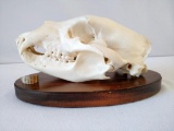 Blackbear skull with elk antler accent