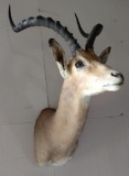 African impala shoulder mount