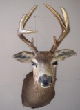 Alaskan Sitka Blacktail deer