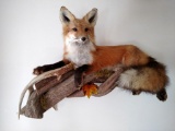 Red fox lying down on Driftwood with antler
