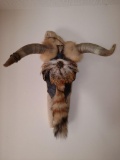 Cow skull with fox tail and feathers