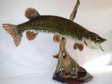 Trophy 25 lb northern pike