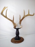 Eight point Whitetail rack